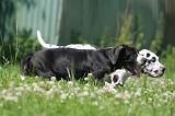 DOGUE ALLEMAND 426